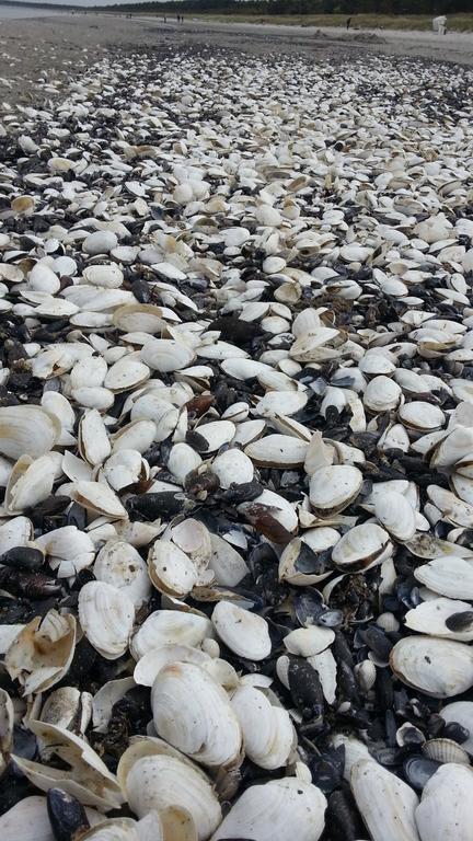 Ferienwohnungen Ruegen Findling Breege Zewnętrze zdjęcie